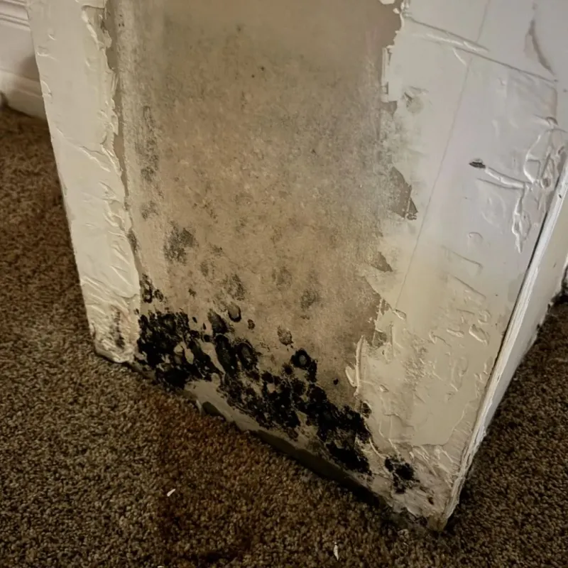 Professional Mold Removal in Glenrock, WY